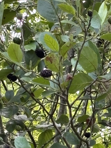 Seaside alder (Alnus maritima)