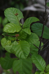 Guettarda scabra image