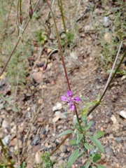 Clarkia rhomboidea
