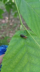 Mathildana newmanella