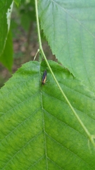 Mathildana newmanella