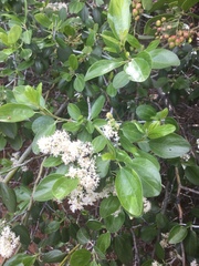 Ceanothus incanus