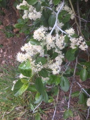 Ceanothus incanus