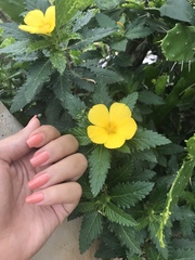 Turnera