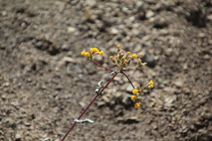Senecio aronicoides