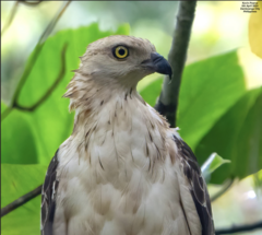 Philippine Honey-Buzzard photo 2