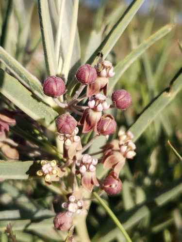 Bract milkweed (Asclepias brachystephana)