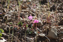 Clarkia breweri