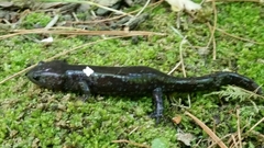 Ambystoma 'unisexual complex'