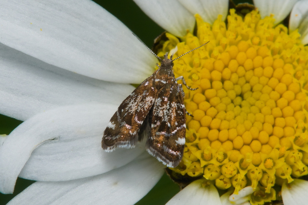 Prochoreutis holotoxa