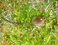 Oligoryzomys longicaudatus