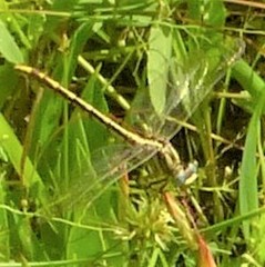 Phanogomphus militaris