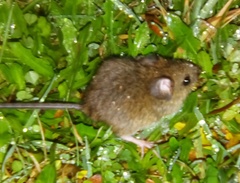 Oligoryzomys longicaudatus