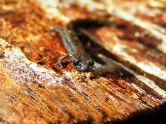 Batrachoseps wrighti