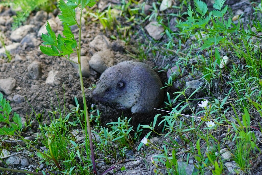 Mountain Pocket Gopher