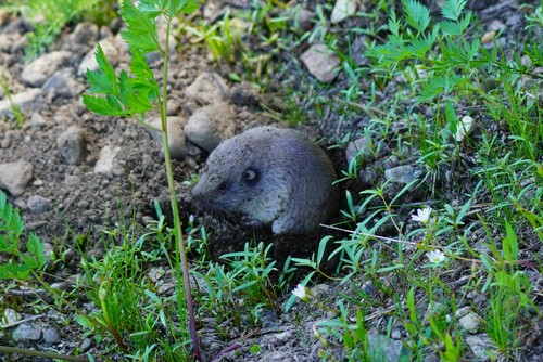 Mountain Pocket Gopher
