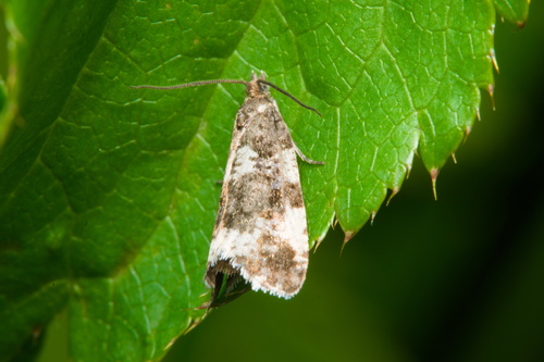 Aterpia corticana