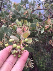 Arctostaphylos viscida
