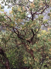Arctostaphylos viscida