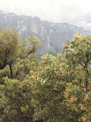 Arctostaphylos viscida
