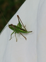 Conocephalus strictus