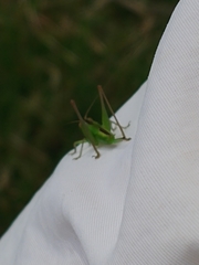 Conocephalus strictus