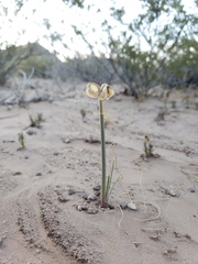 Zephyranthes longifolia