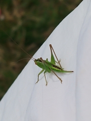 Conocephalus strictus