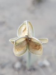 Zephyranthes longifolia