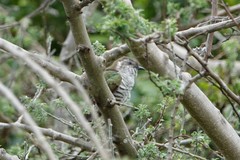 Chrysococcyx lucidus lucidus