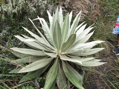 Espeletia grandiflora