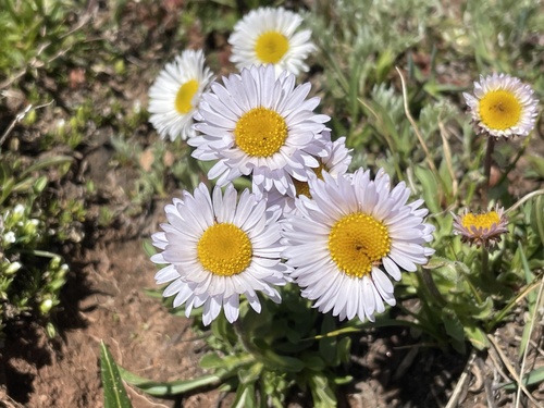 onestem fleabane (Erigeron simplex)