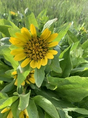 Helianthella