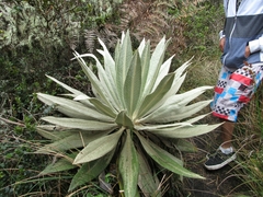 Espeletia grandiflora