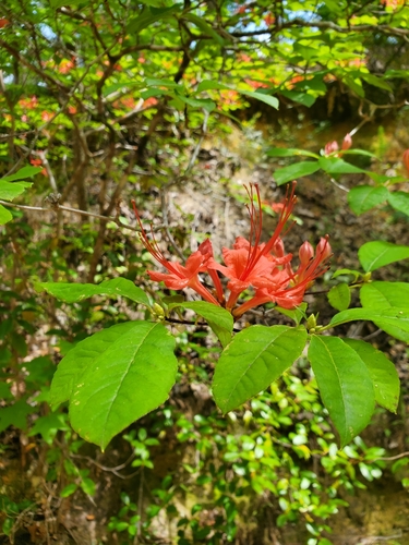 Rhododendron prunifolium, photograph 3