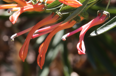 Lobelia excelsa