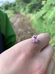 Epicadus heterogaster