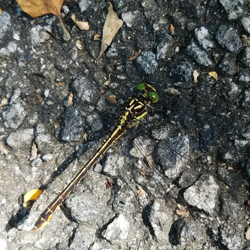 Laura's Clubtail photographed in Georgia