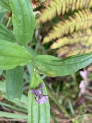 Epicadus heterogaster