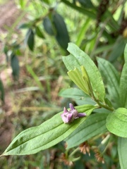 Epicadus heterogaster