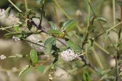Ceanothus integerrimus