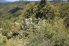 Ceanothus integerrimus