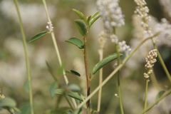 Ceanothus integerrimus