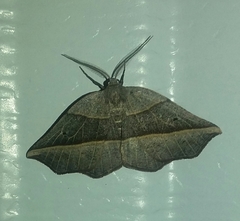 Metanema determinata