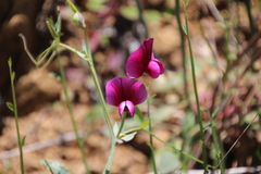 Lathyrus