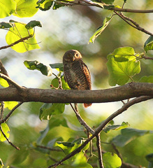 Glaucidium