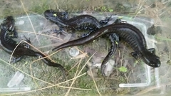 Ambystoma 'unisexual complex'