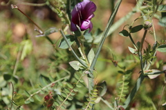 Lathyrus