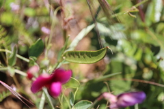 Lathyrus