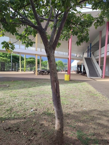 Elattostachys apetala, photograph 3